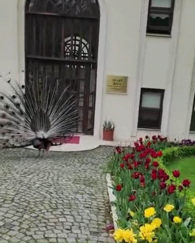 Dançando com o pavão! 🤣

#nasportasdooriente #fantasticaistambul 
#pavao #tulipas #jardim #parque #boasemana #dança 
#guiaprivativo #tourprivativo #guiabrasileiraemistambulturquia #guiaemistambul